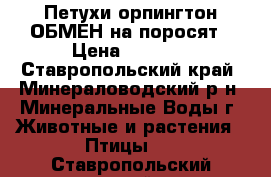 Петухи орпингтон ОБМЕН на поросят › Цена ­ 1 500 - Ставропольский край, Минераловодский р-н, Минеральные Воды г. Животные и растения » Птицы   . Ставропольский край